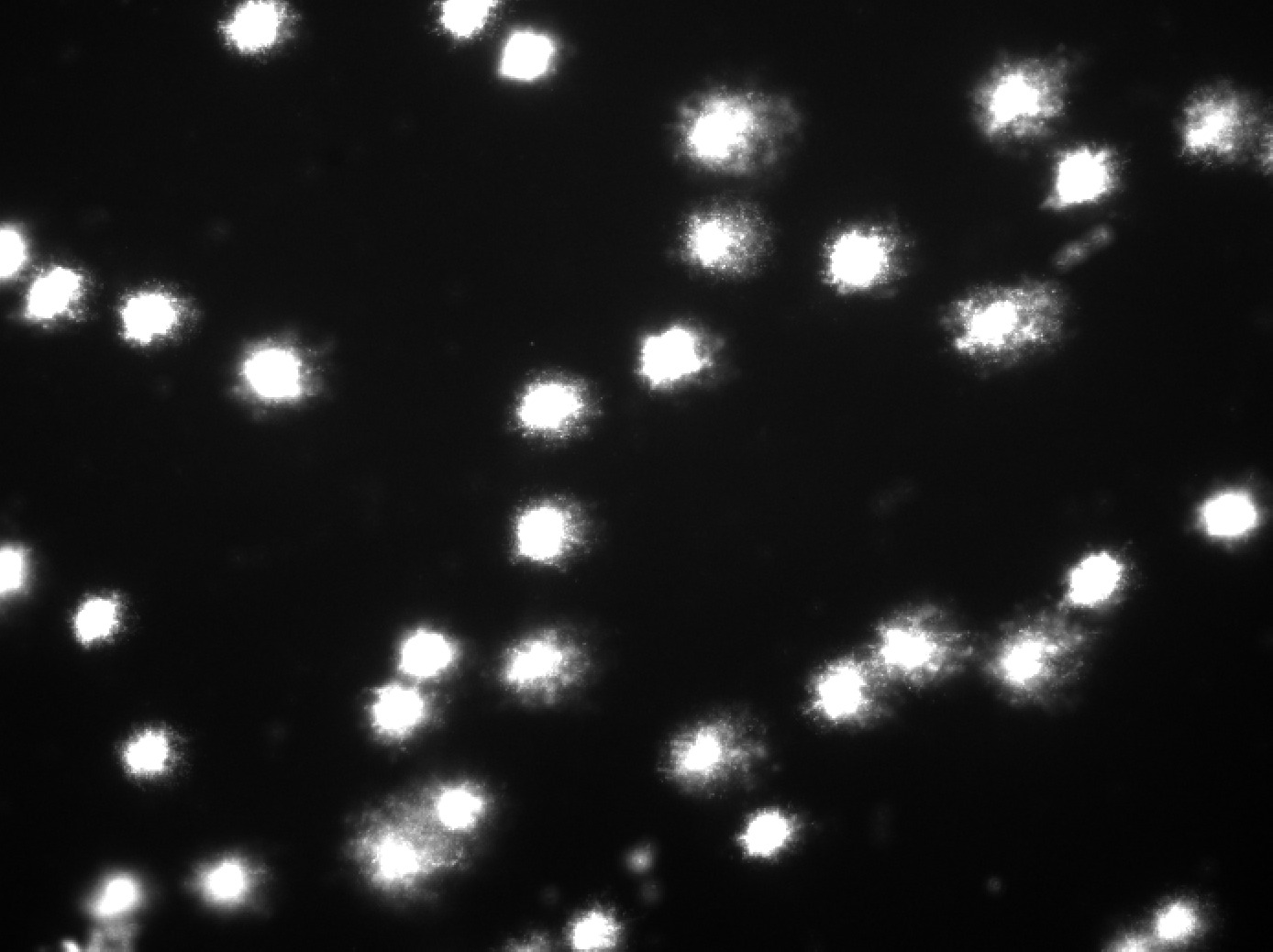 Comet assay microscopy image